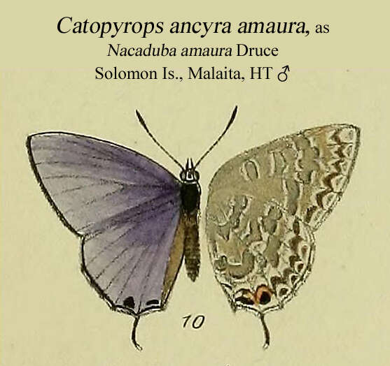 صورة Catopyrops ancyra (C. Felder 1860)