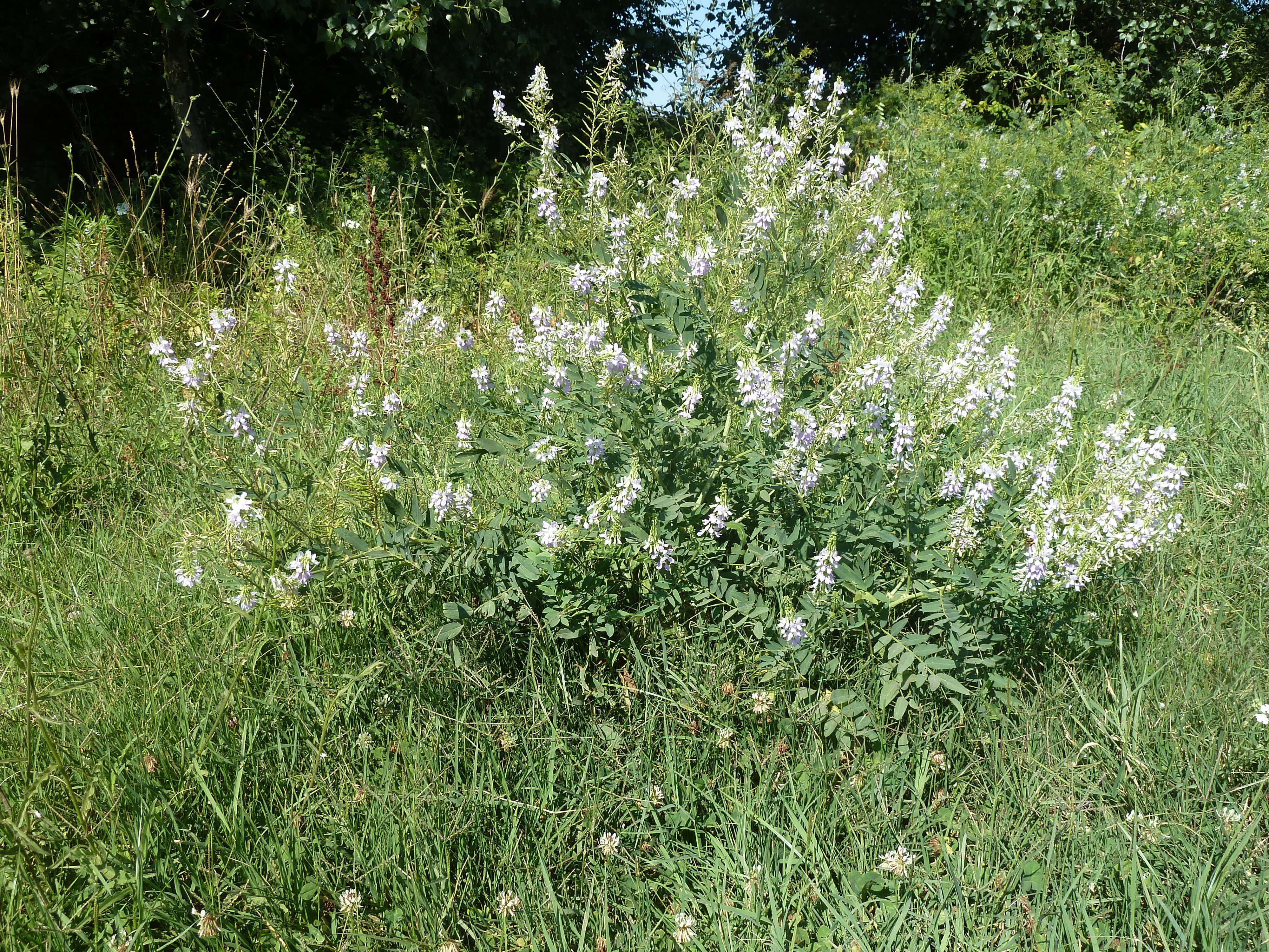 Image of Goat's rue