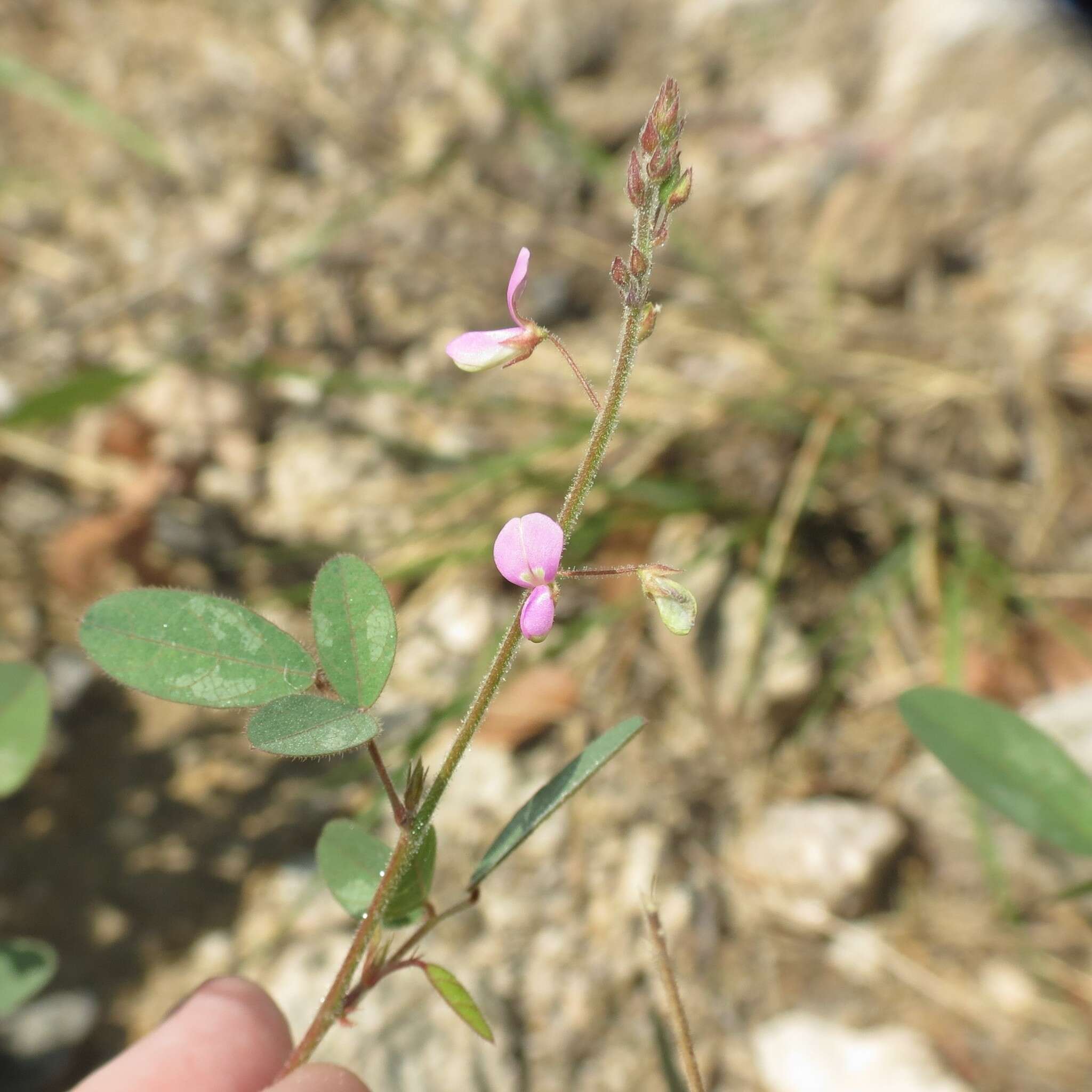 Image of Santa Cruz Island ticktrefoil