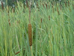 Image of broadleaf cattail