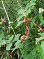 Ficus erecta var. beecheyana (Hook. & Arn.) King的圖片