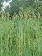 Image of broadleaf cattail