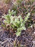 Plancia ëd Cryptantha crassisepala (Torr. & Gray) Greene