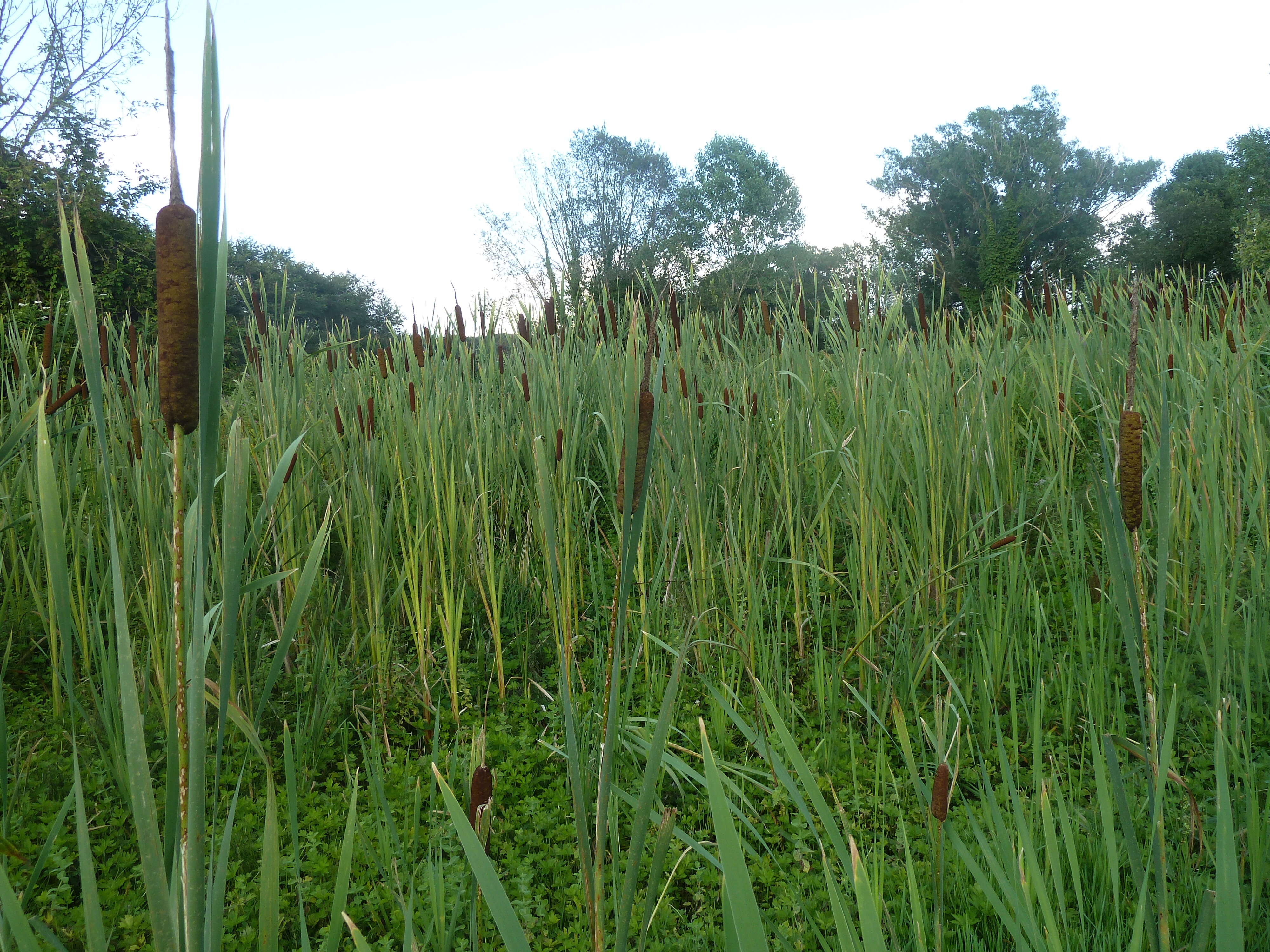 Image of broadleaf cattail