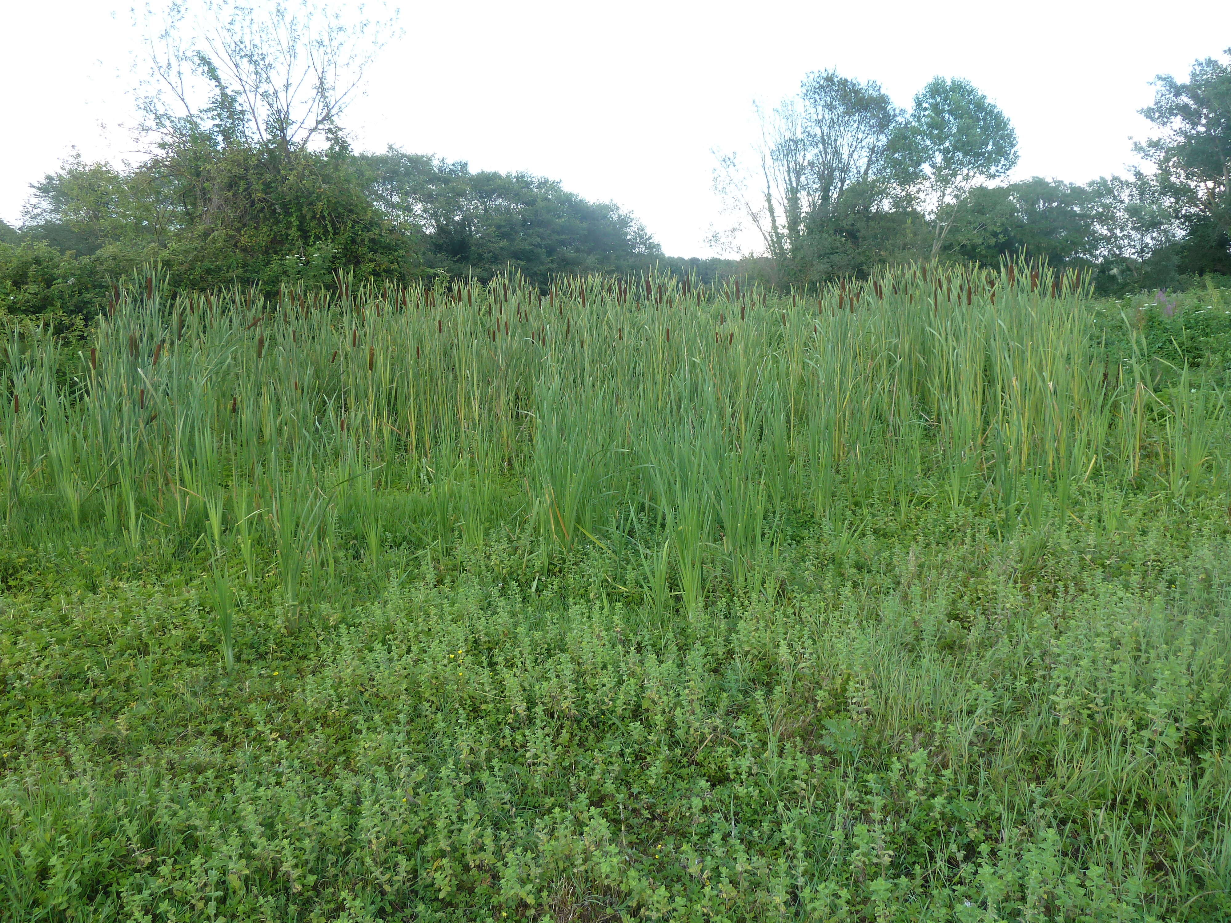 Image of broadleaf cattail