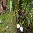 Image of Utricularia asplundii P. Taylor