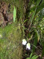 Image of Utricularia asplundii P. Taylor