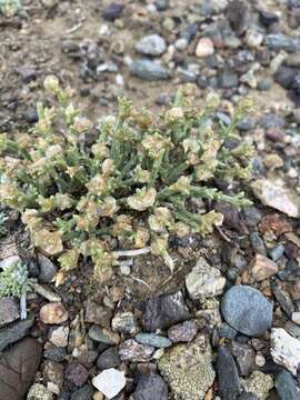 Image of Anabasis brevifolia C. A. Mey.