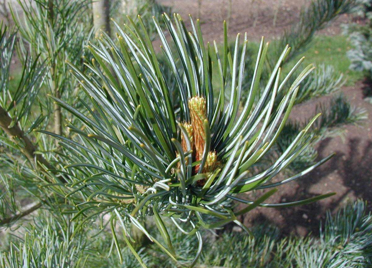 Image of Japanese White Pine