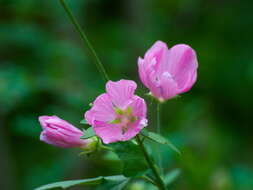 Image of Malva thuringiaca (L.) Vis.