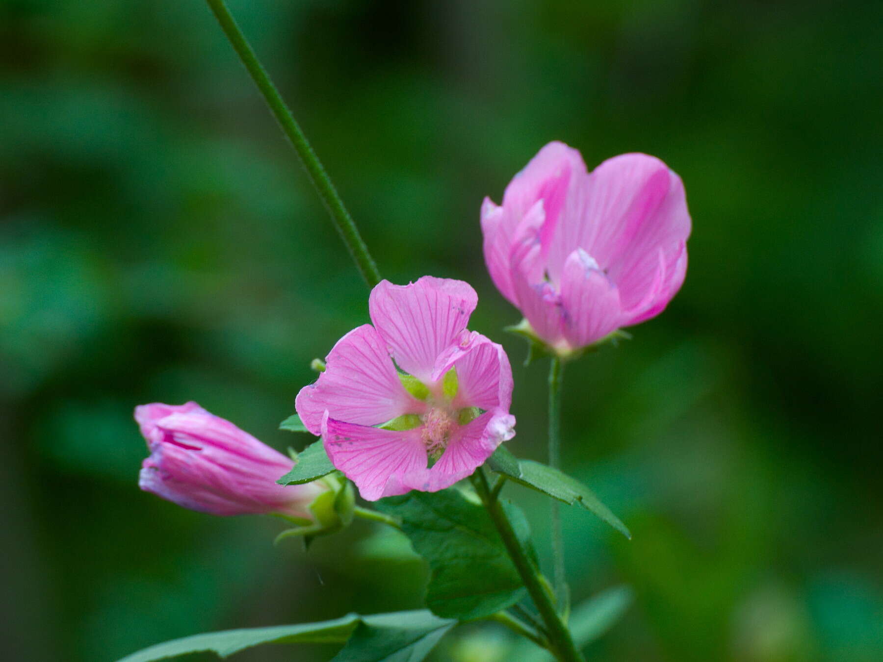 Image of Malva thuringiaca (L.) Vis.