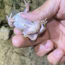 Image of Iberian Spadefoot Toad