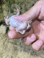 Image of Iberian Spadefoot Toad