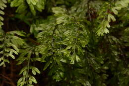 صورة Hymenophyllum peltatum (Poir.) Desv.