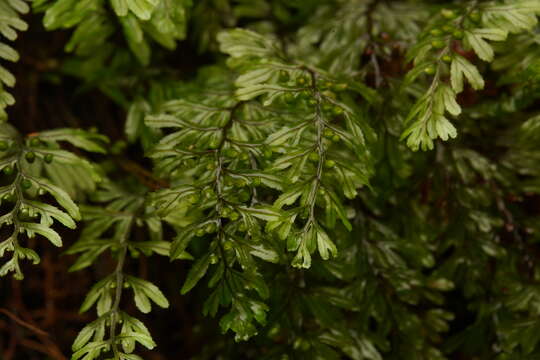 Image of Hymenophyllum peltatum (Poir.) Desv.