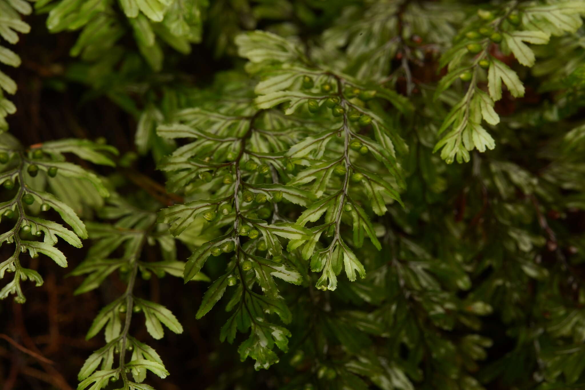 صورة Hymenophyllum peltatum (Poir.) Desv.