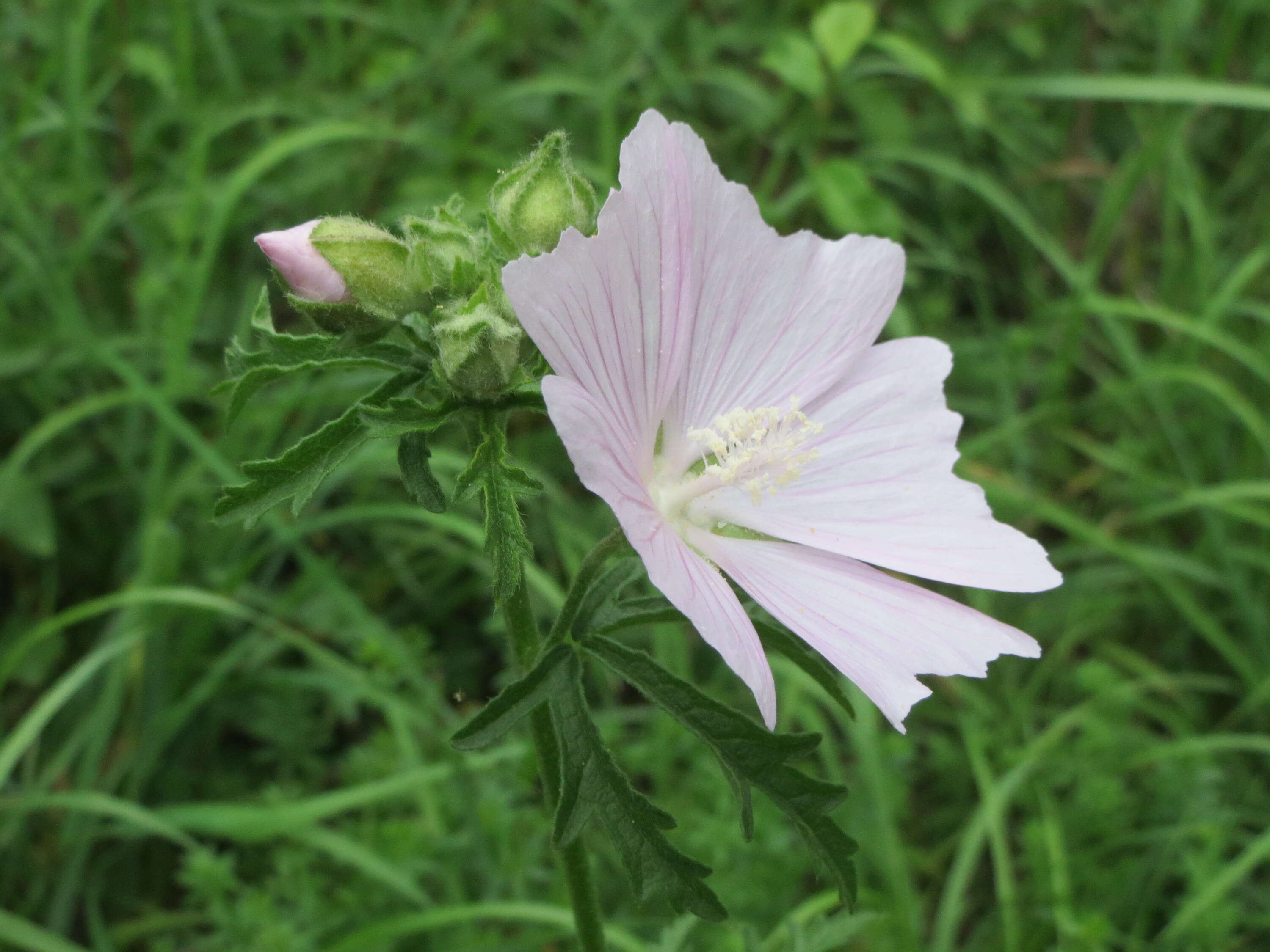 Image of european mallow