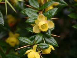 Image of Warted Barberry
