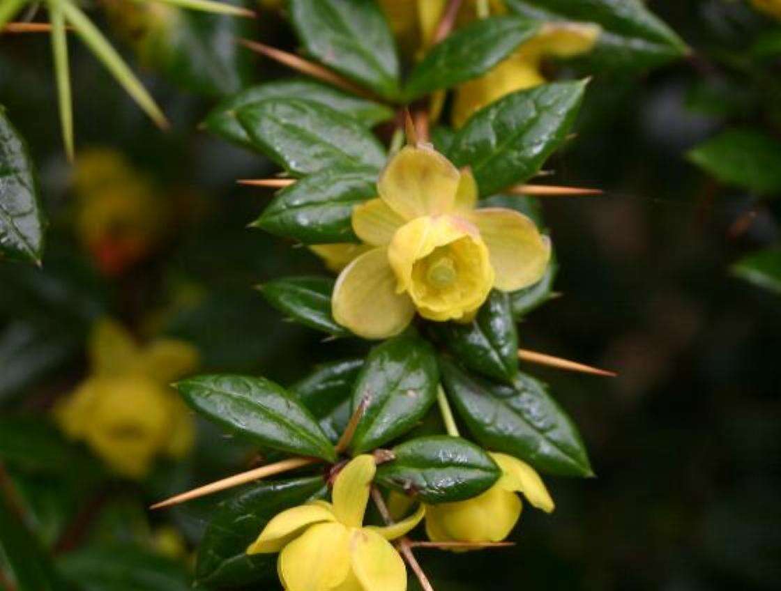 Image of Warted Barberry