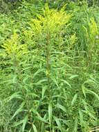 Image de <i>Solidago <i>canadensis</i></i> var. canadensis