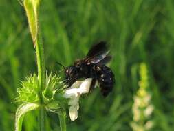 Plancia ëd Xylocopa iris (Christ 1791)