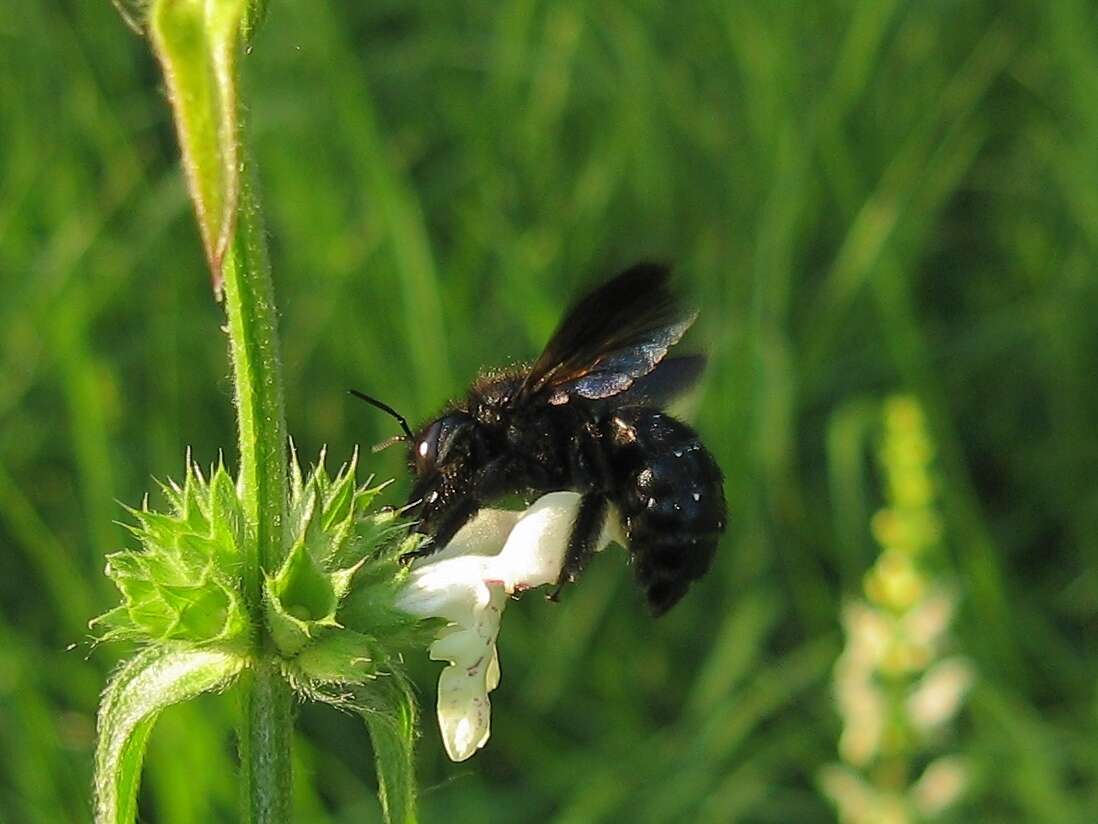 Plancia ëd Xylocopa iris (Christ 1791)