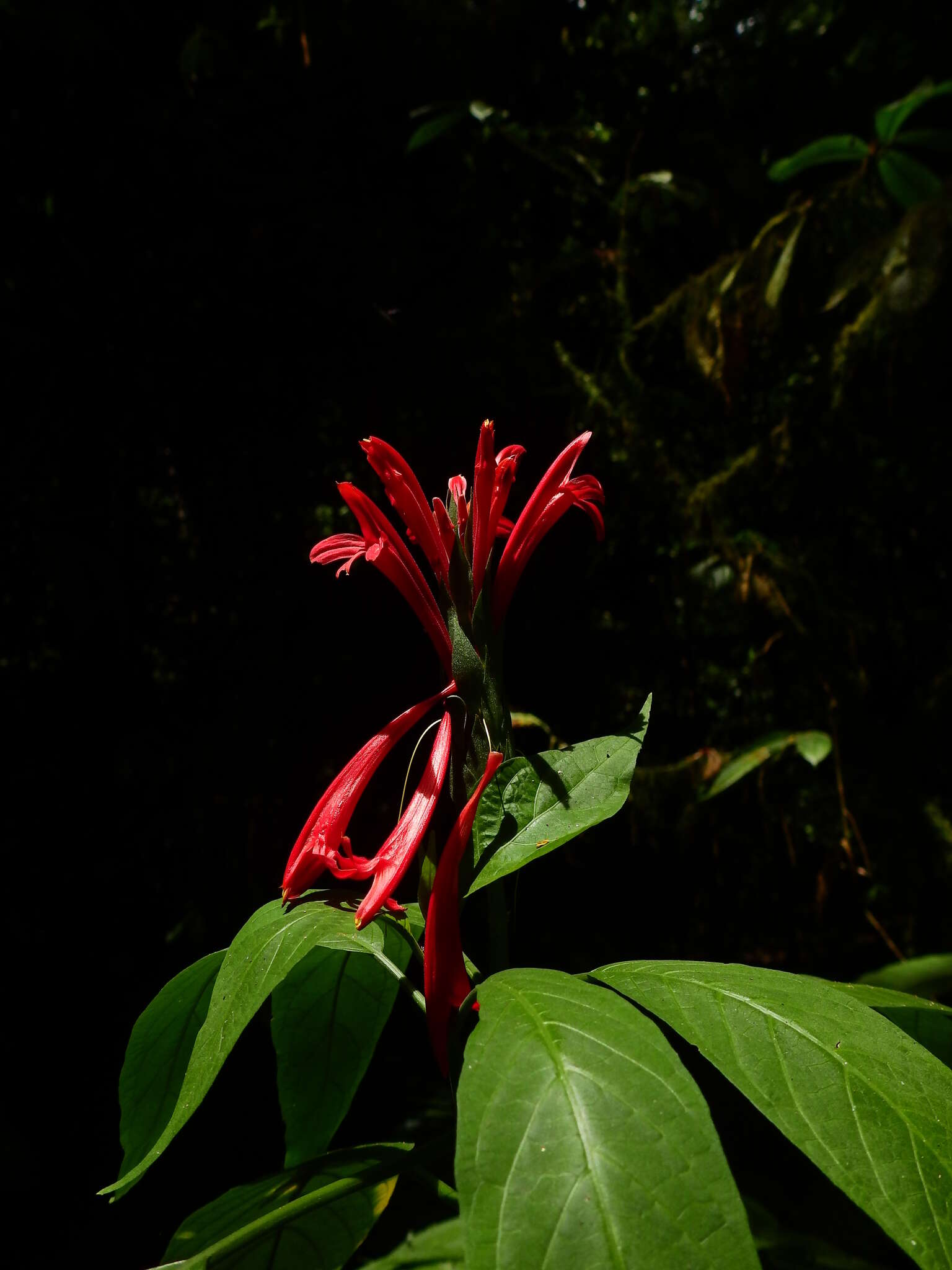 Pachystachys coccinea (Aubl.) Nees resmi