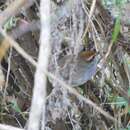 Image de Bouscarle à couronne brune