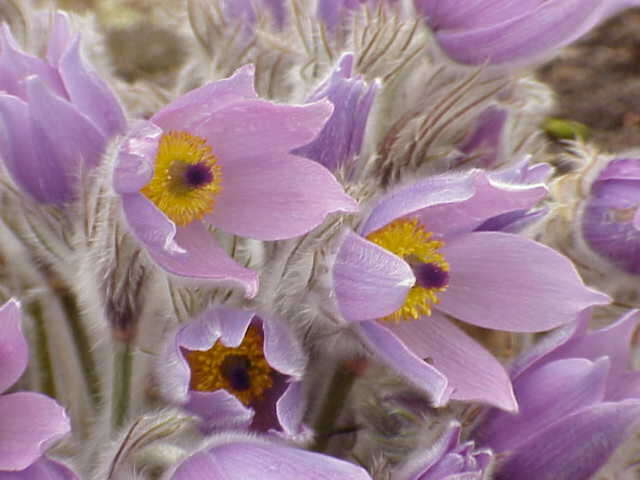 Image of Greater Pasque Flower