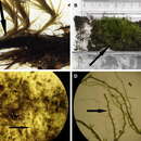 Sivun Chorisodontium aciphyllum Brotherus 1924 kuva