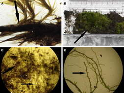 Chorisodontium aciphyllum Brotherus 1924的圖片