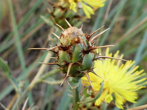 Image of Centaurea sicula L.