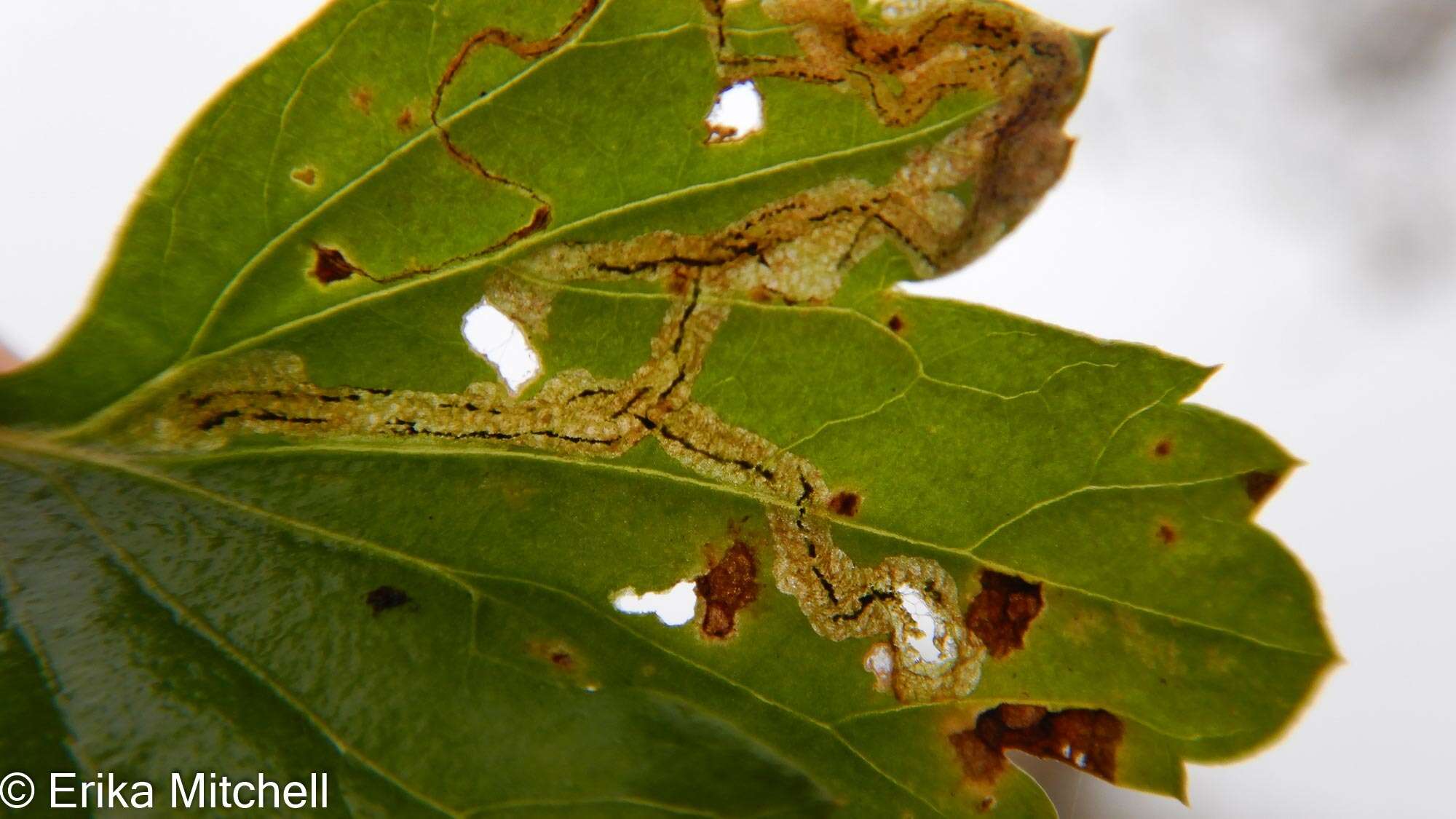 Image of Liriomyza ptarmicae Meijere 1925