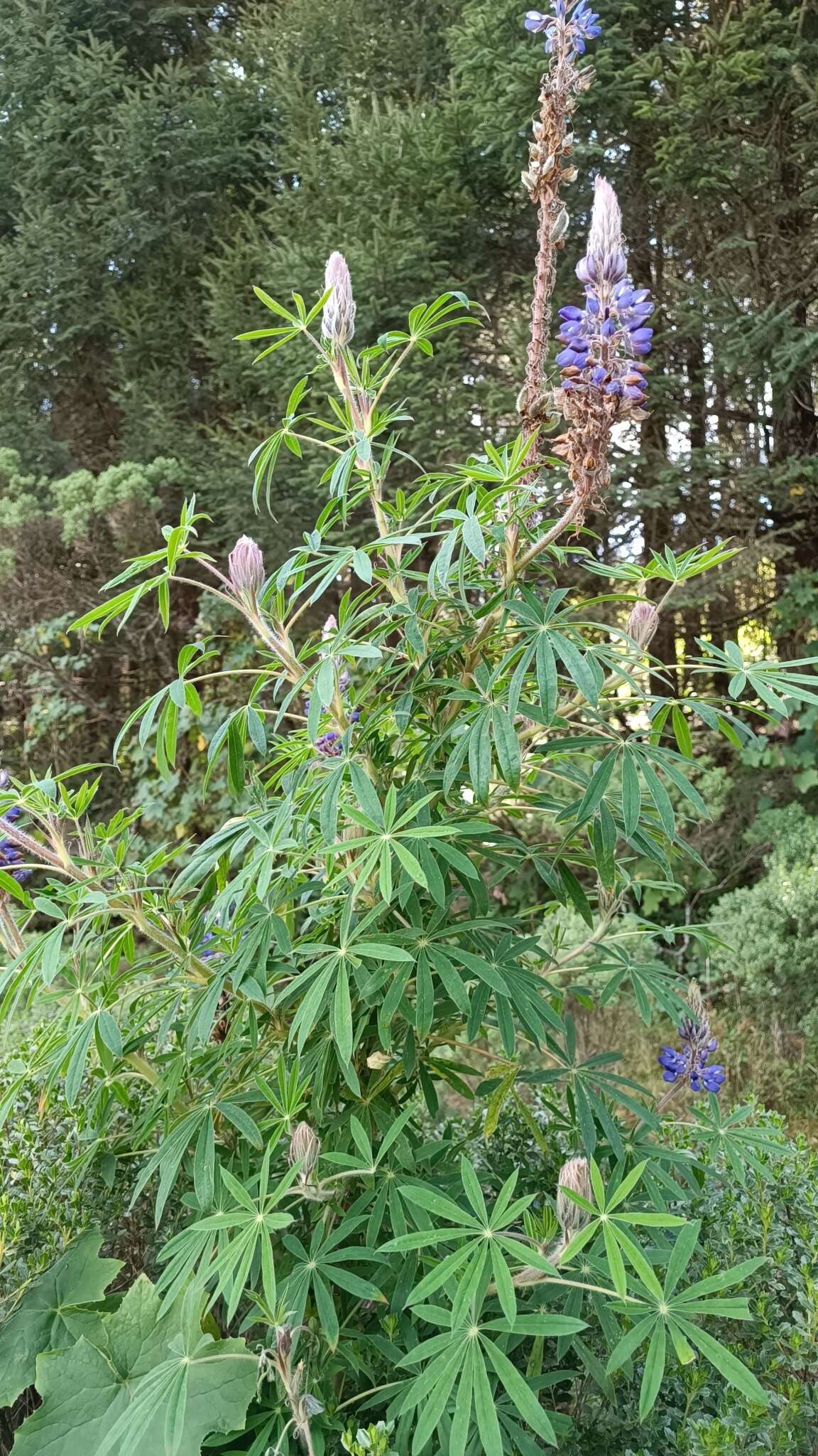 Image of Lupinus montanus Kunth