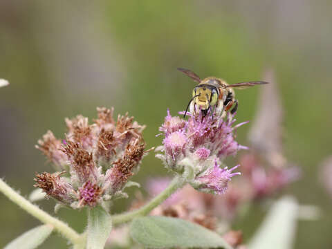 Image of White-footed Leaf-cutter Bee