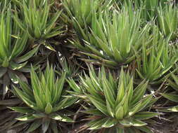 Image of Agave ghiesbreghtii Verschaff.