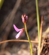 Indigofera ovata Thunb.的圖片