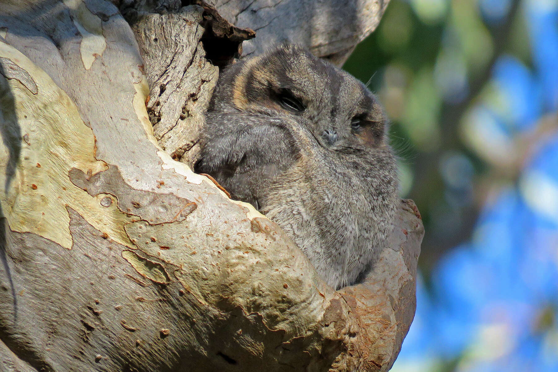 Image of owlet-nightjars