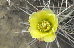 Image of Grusonia densispina (Ralston & Hilsenb.) Rebman