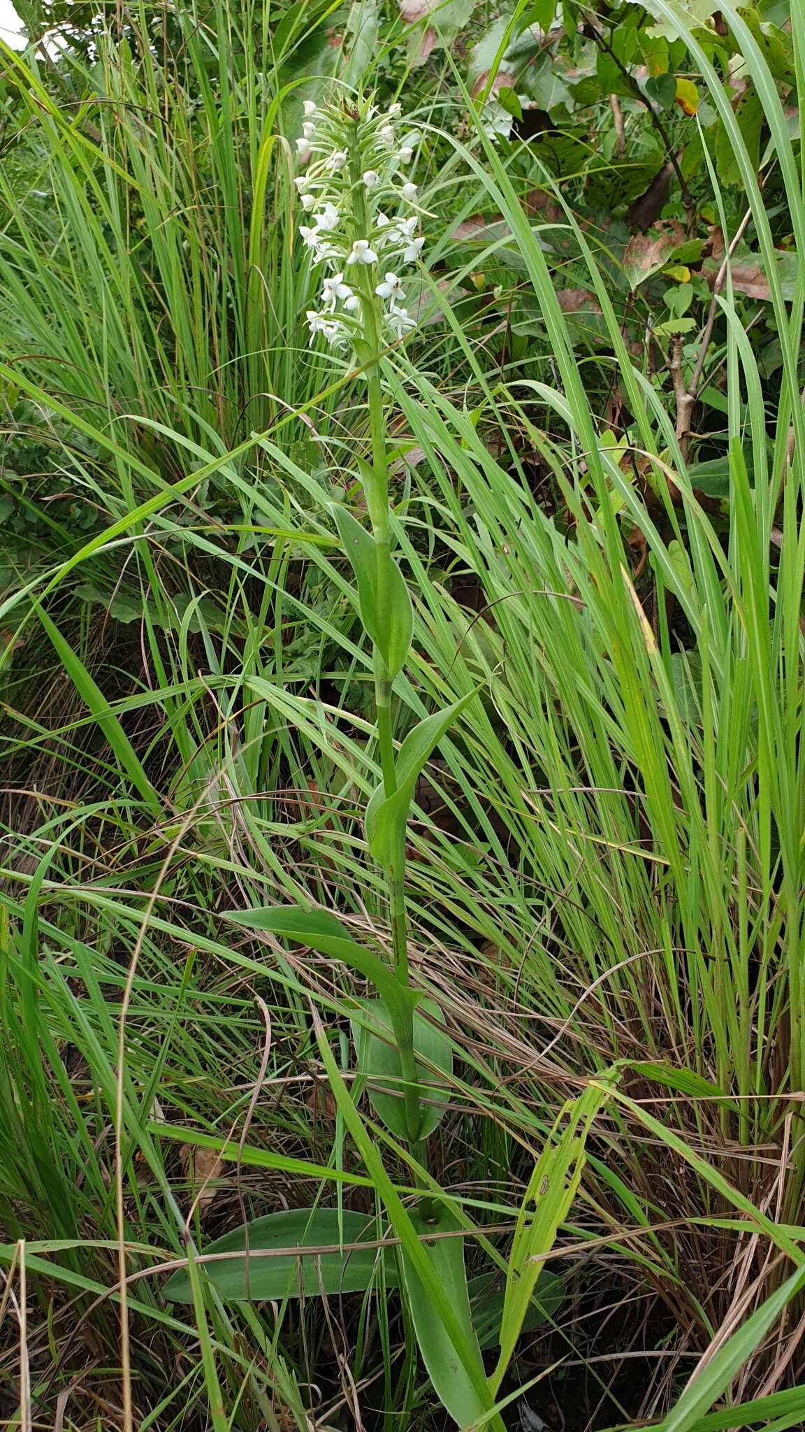 Image of Habenaria zambesina Rchb. fil.