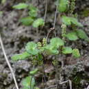 Image de Hydrocotyle hirsuta Sw.