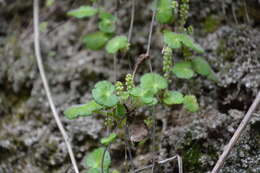 Image de Hydrocotyle hirsuta Sw.