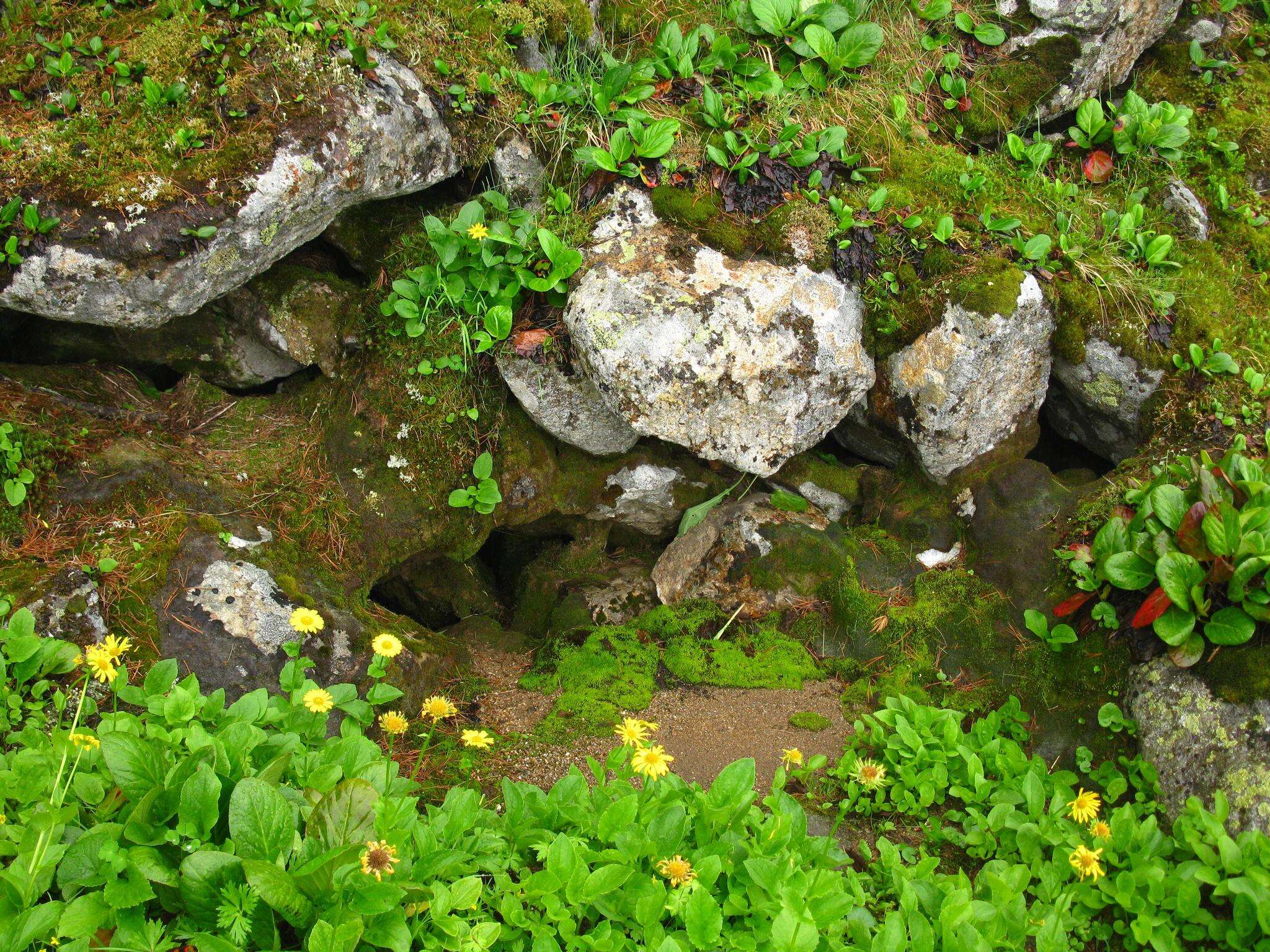 Image of Doronicum altaicum Pall.