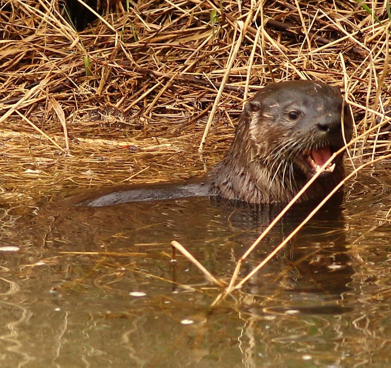 Plancia ëd Lontra canadensis pacifica (Rhoads 1898)