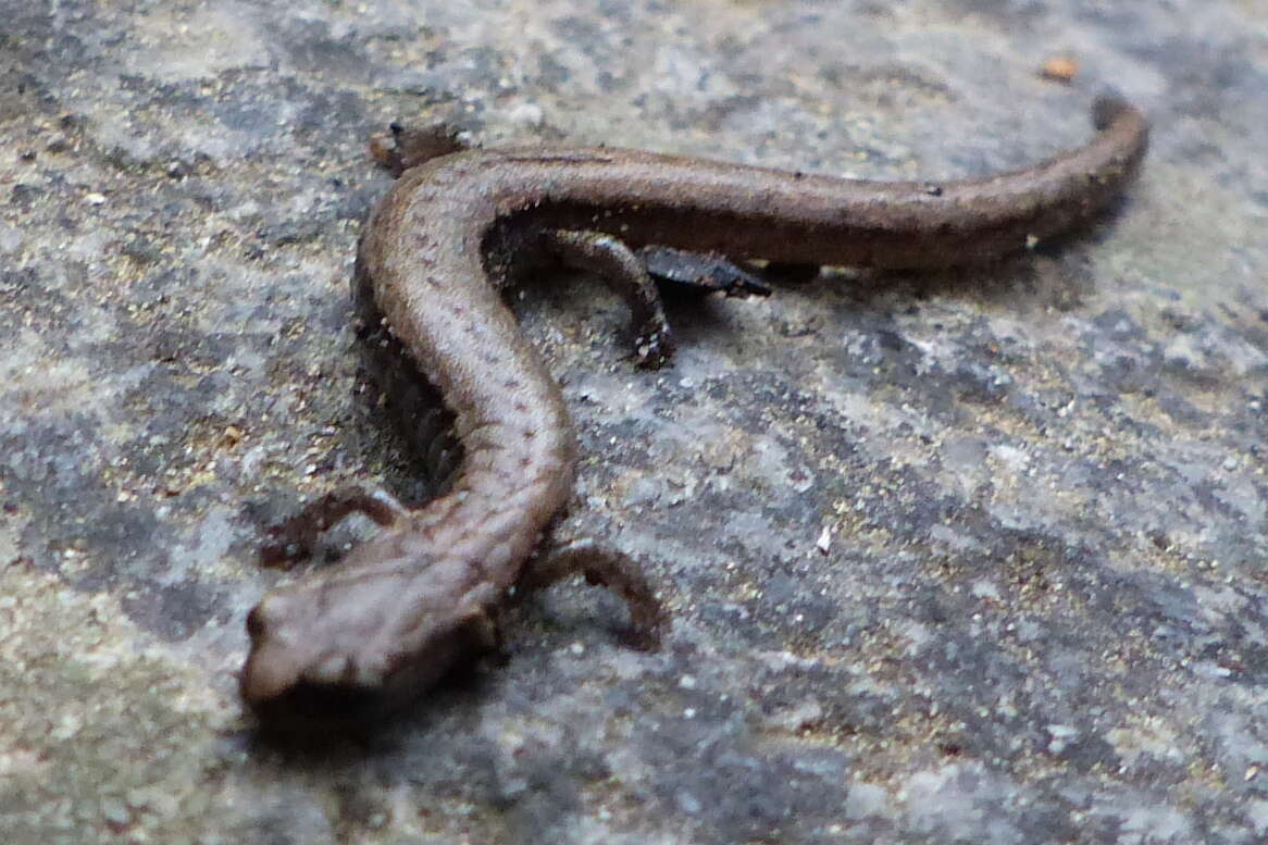 Image of Greenhorn Mountains Slender Salamander