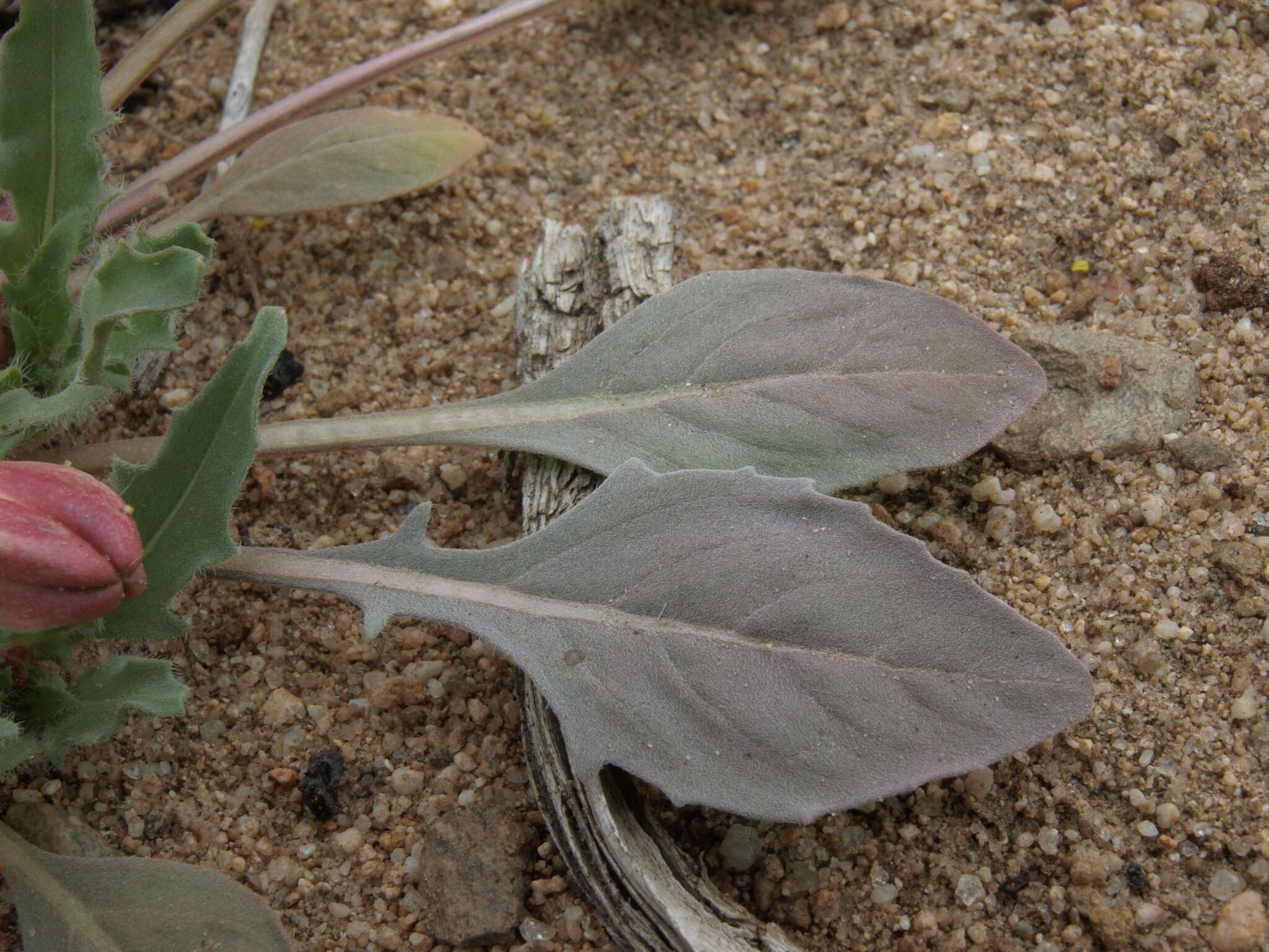 Imagem de Oenothera deltoides subsp. piperi (Munz) W. Klein