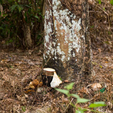 Image of Para rubber tree