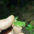 Image of Glass frog