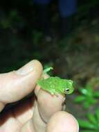 Image of Glass frog