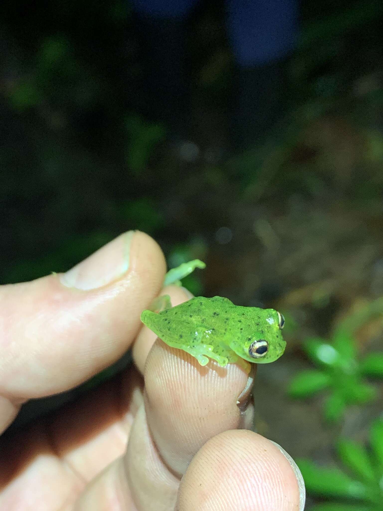 Image of Glass frog